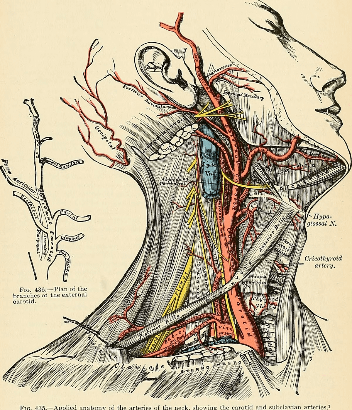 medical illustration cost for educational content